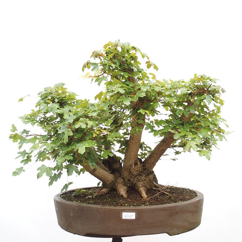 Venkovní bonsai -Javor babyka - Acer campestre