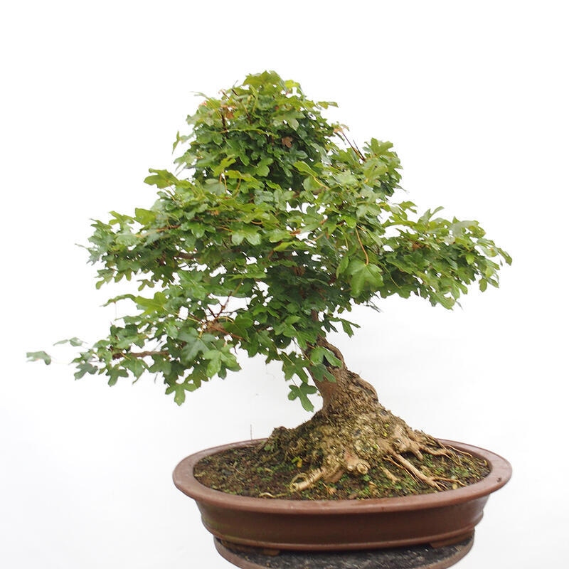 Venkovní bonsai -Javor babyka - Acer campestre