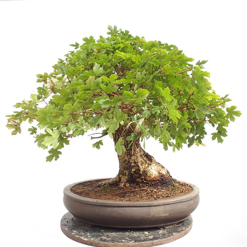 Venkovní bonsai -Javor babyka - Acer campestre