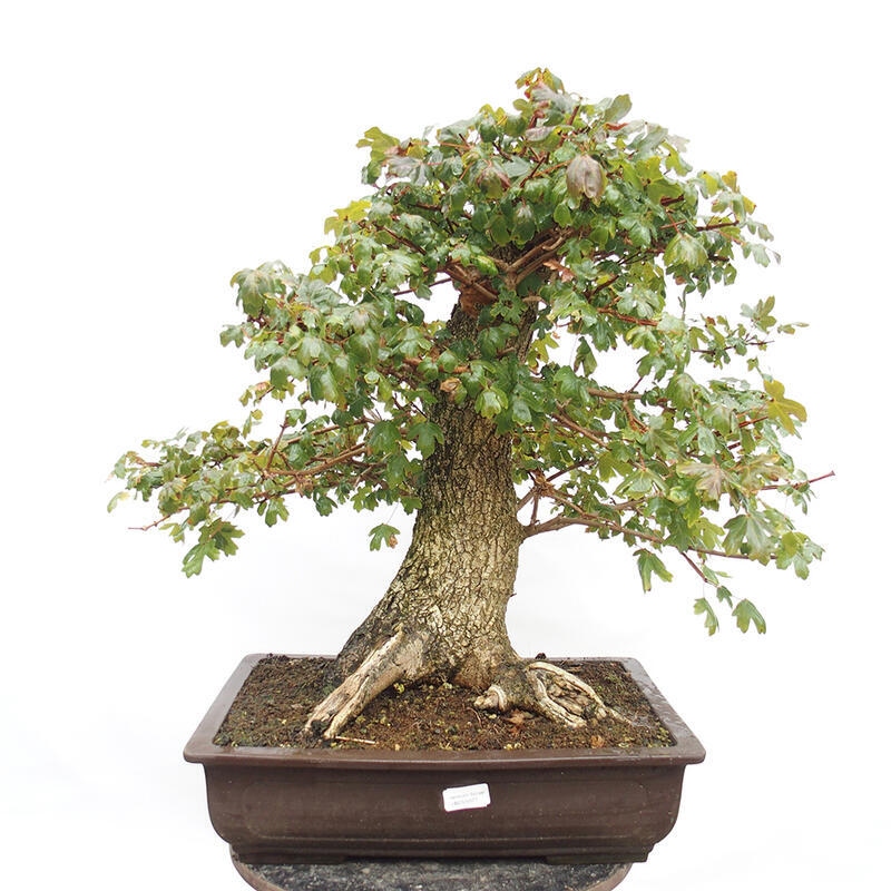 Venkovní bonsai -Javor babyka - Acer campestre