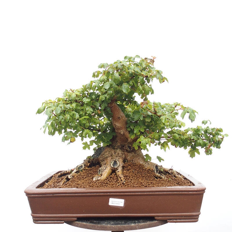 Venkovní bonsai -Javor babyka - Acer campestre