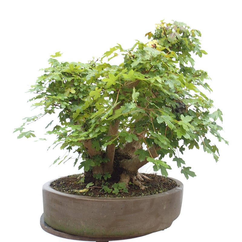 Venkovní bonsai -Javor babyka - Acer campestre