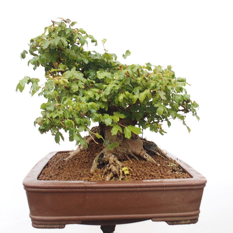 Venkovní bonsai -Javor babyka - Acer campestre