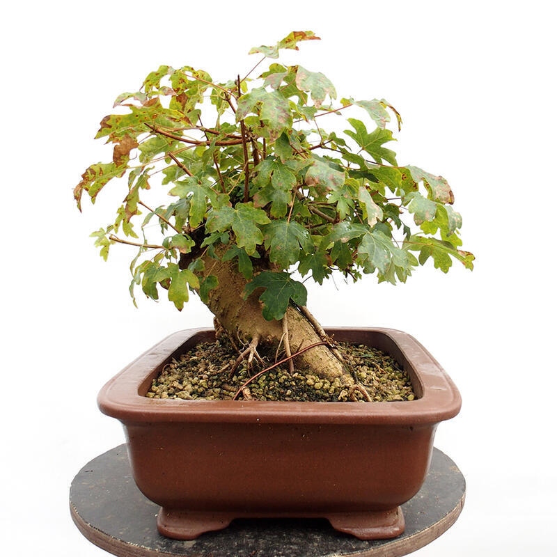 Venkovní bonsai -Javor babyka - Acer campestre