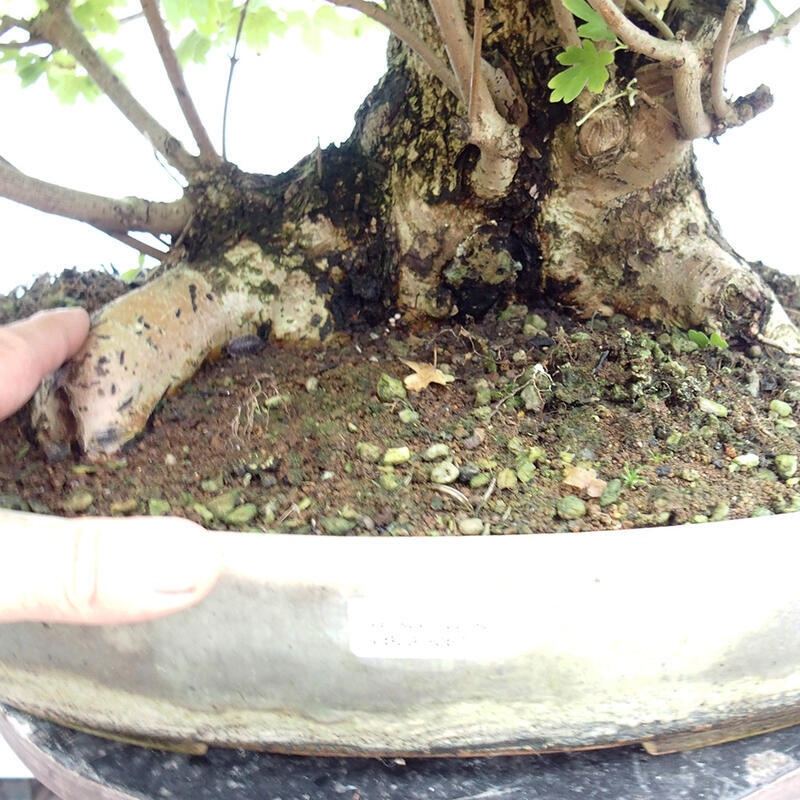 Venkovní bonsai -Javor babyka - Acer campestre