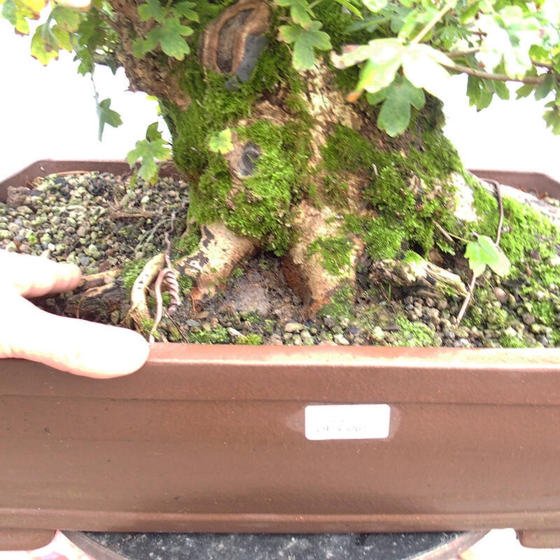 Venkovní bonsai -Javor babyka - Acer campestre