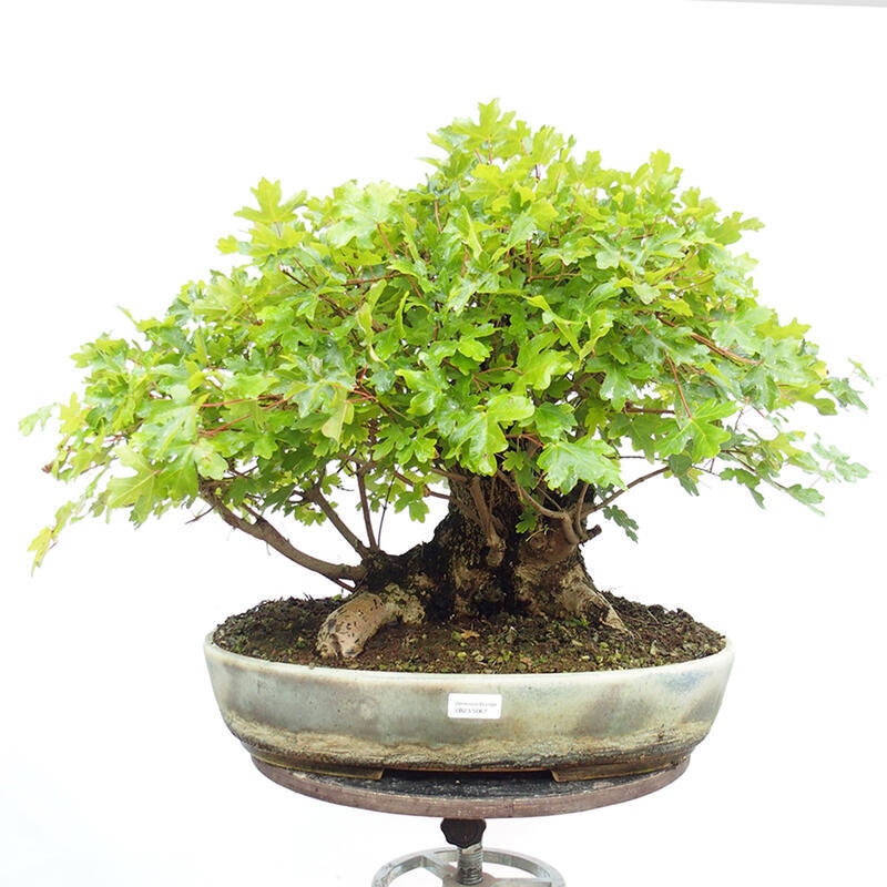 Venkovní bonsai -Javor babyka - Acer campestre