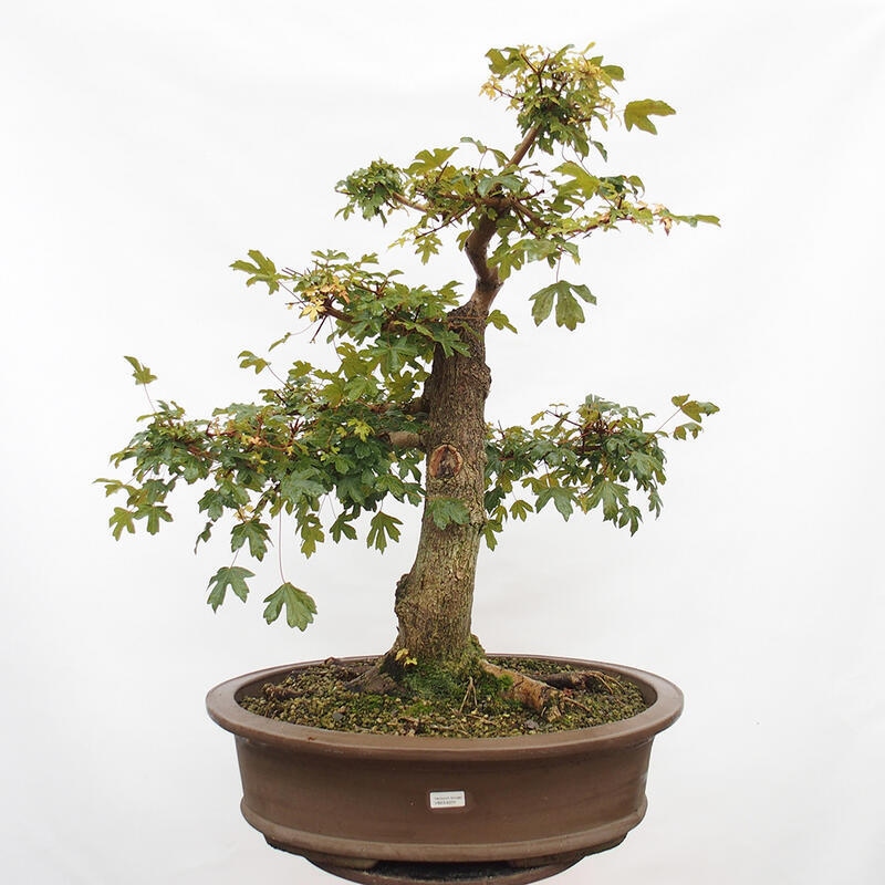 Venkovní bonsai -Javor babyka - Acer campestre