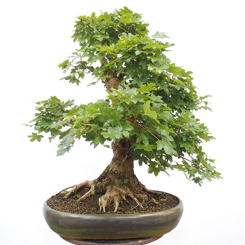 Venkovní bonsai -Javor babyka - Acer campestre