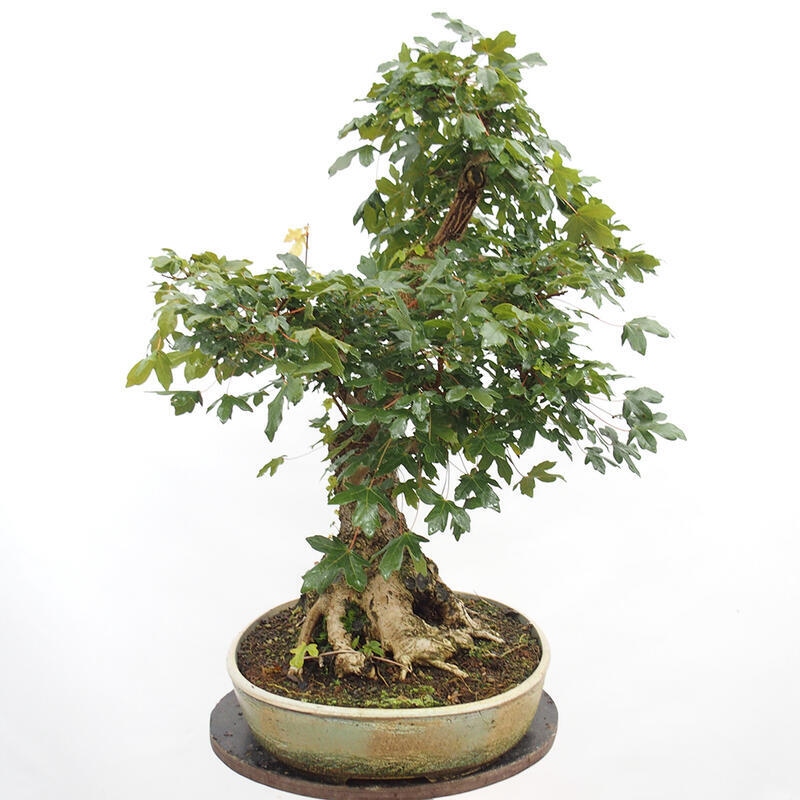 Venkovní bonsai -Javor babyka - Acer campestre