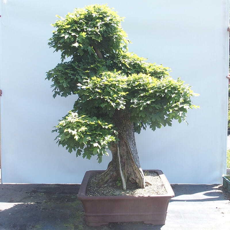 Venkovní bonsai -Javor babyka - Acer campestre