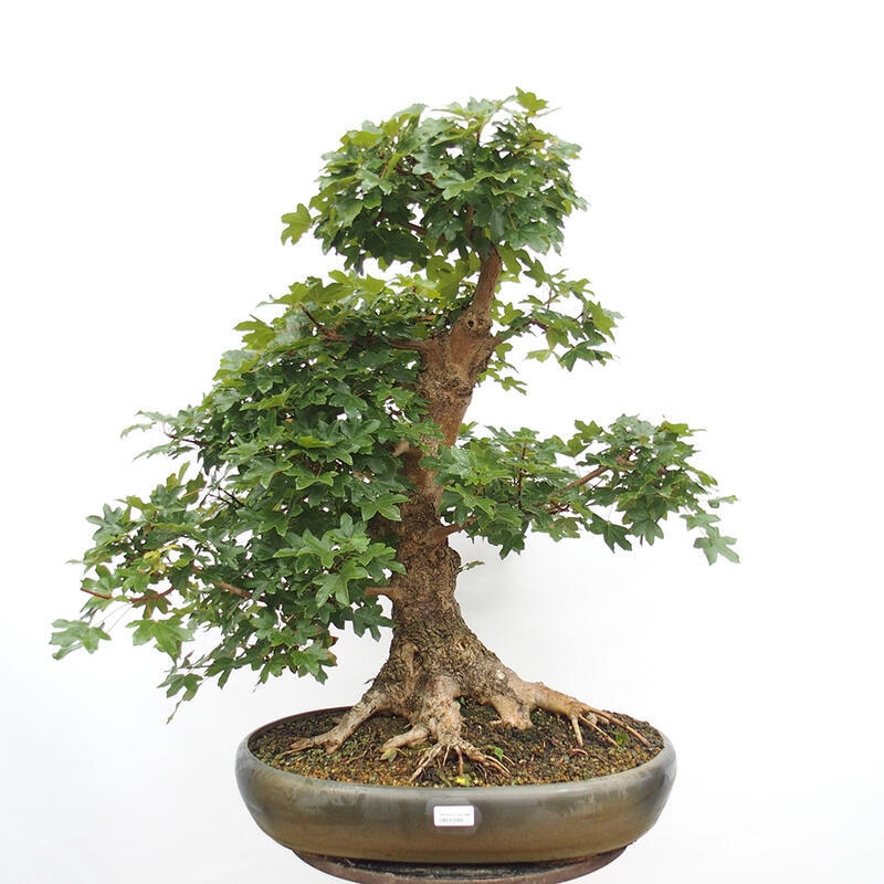 Venkovní bonsai -Javor babyka - Acer campestre