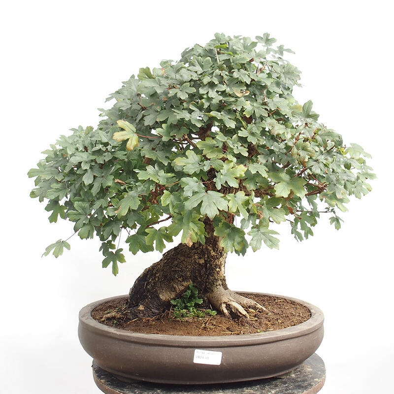 Venkovní bonsai -Javor babyka - Acer campestre