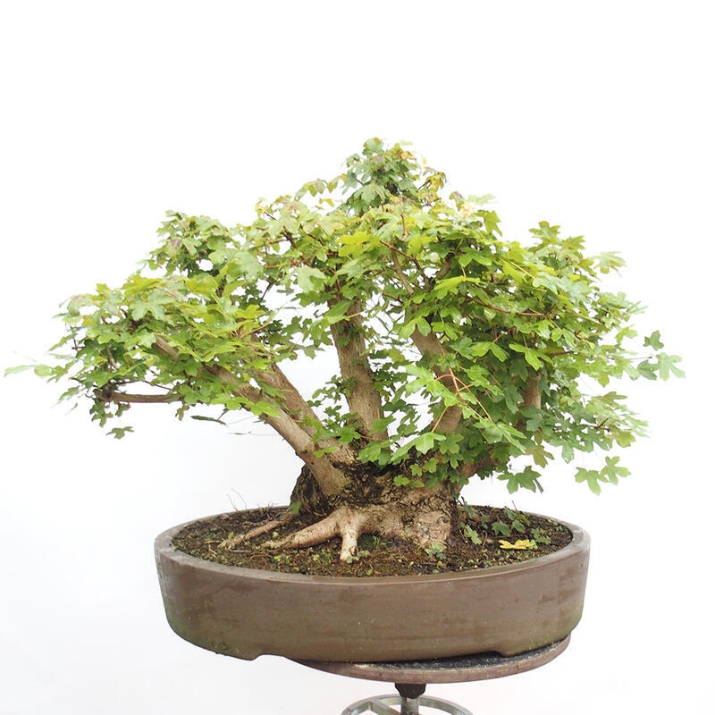 Venkovní bonsai -Javor babyka - Acer campestre