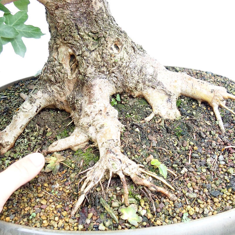 Venkovní bonsai -Javor babyka - Acer campestre