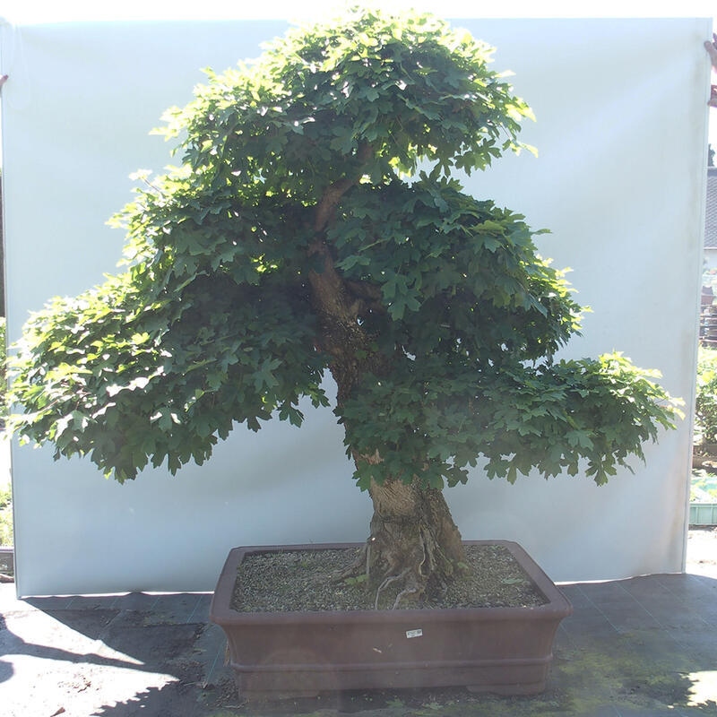 Venkovní bonsai -Javor babyka - Acer campestre