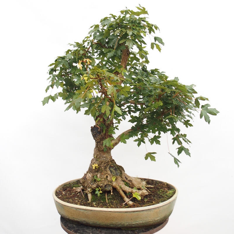 Venkovní bonsai -Javor babyka - Acer campestre