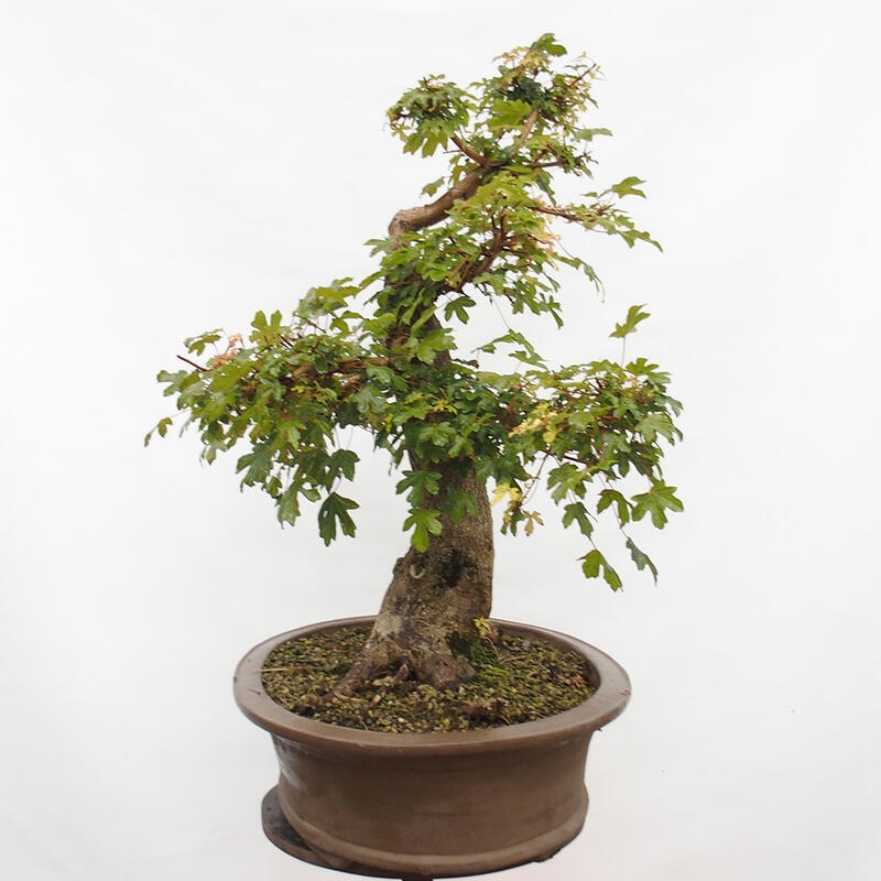 Venkovní bonsai -Javor babyka - Acer campestre