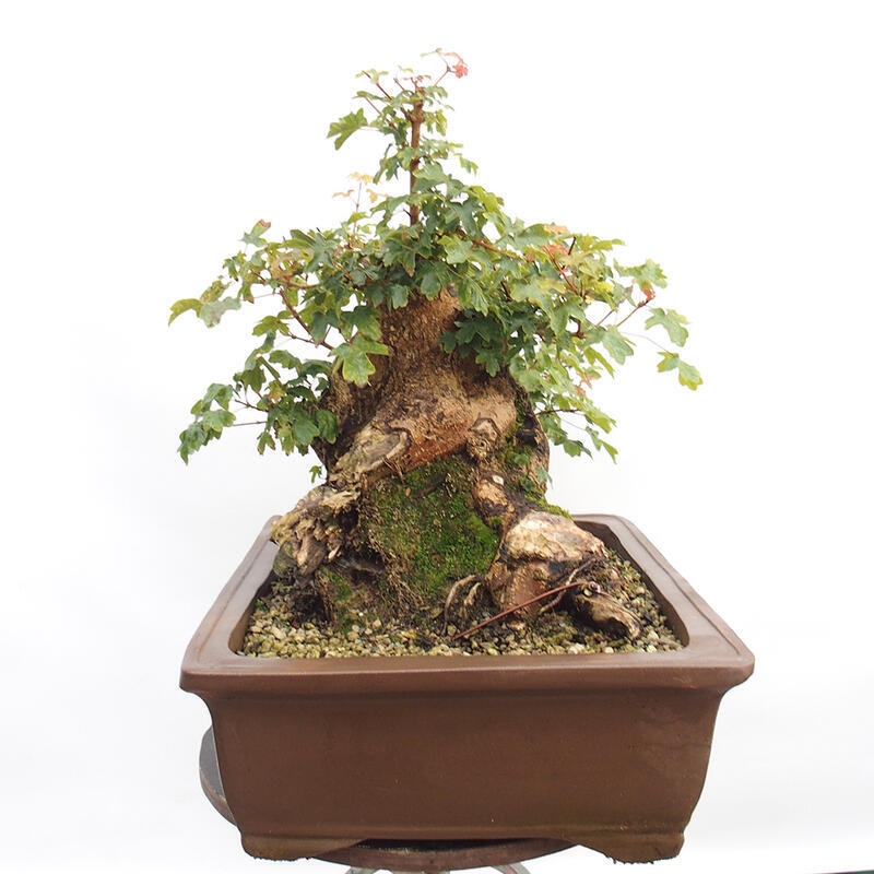 Venkovní bonsai -Javor babyka - Acer campestre