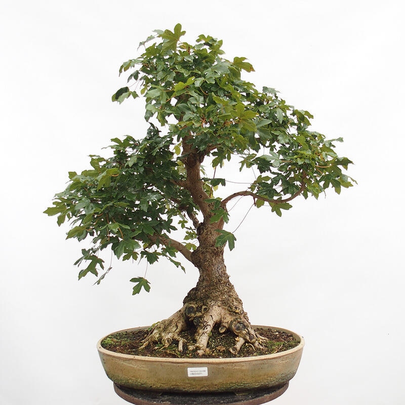 Venkovní bonsai -Javor babyka - Acer campestre