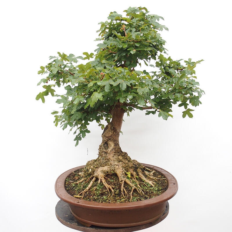 Venkovní bonsai -Javor babyka - Acer campestre