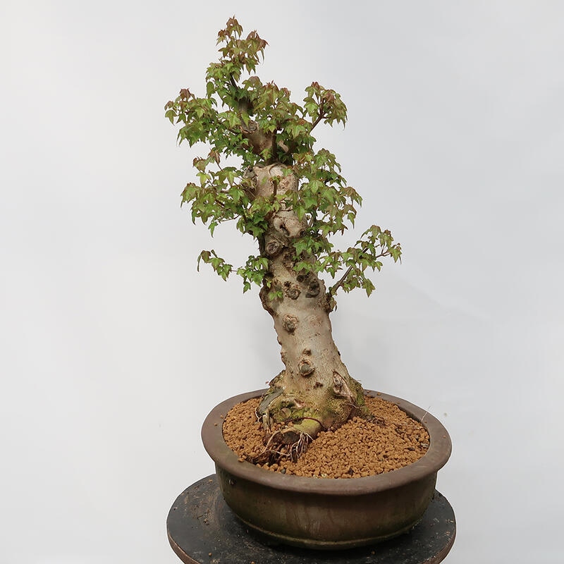 Venkovní bonsai - Javor Burgerův - Acer Burgerianum - POUZE PALETOVÁ PŘEPRAVA