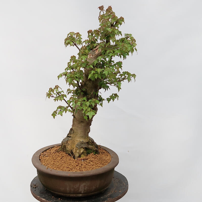 Venkovní bonsai - Javor Burgerův - Acer Burgerianum - POUZE PALETOVÁ PŘEPRAVA