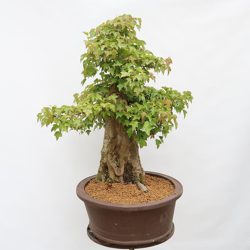 Venkovní bonsai - Javor Burgerův - Acer Burgerianum - POUZE PALETOVÁ PŘEPRAVA