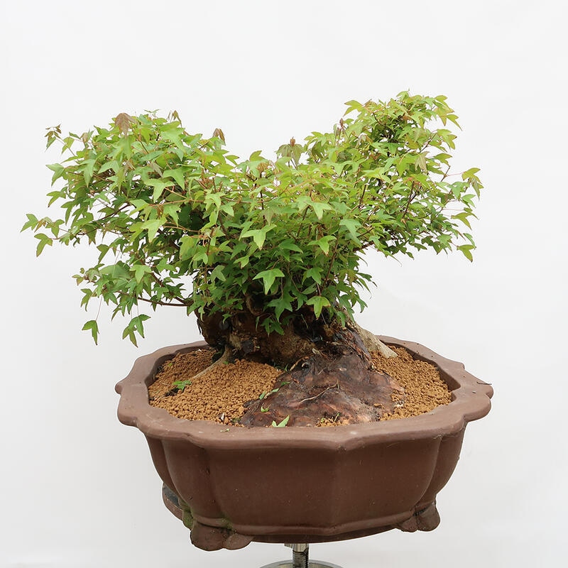 Venkovní bonsai - Javor Burgerův - Acer Burgerianum - POUZE PALETOVÁ PŘEPRAVA