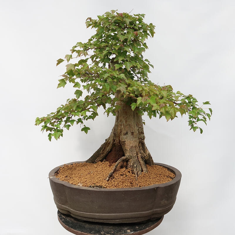 Venkovní bonsai - Javor Burgerův - Acer Burgerianum - POUZE PALETOVÁ PŘEPRAVA