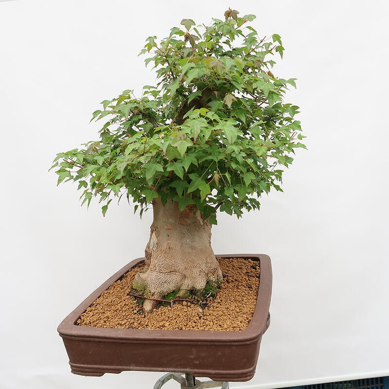 Venkovní bonsai - Javor Burgerův - Acer Burgerianum - POUZE PALETOVÁ PŘEPRAVA