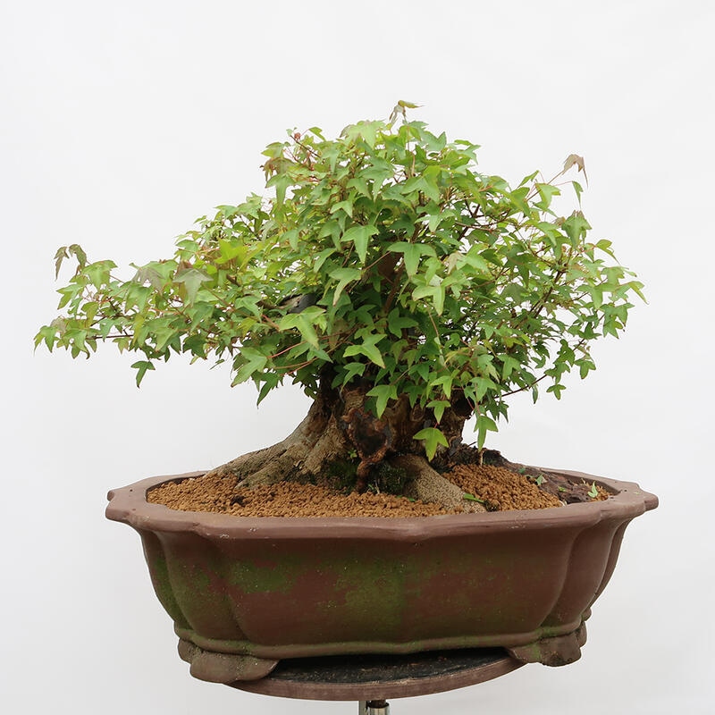 Venkovní bonsai - Javor Burgerův - Acer Burgerianum - POUZE PALETOVÁ PŘEPRAVA