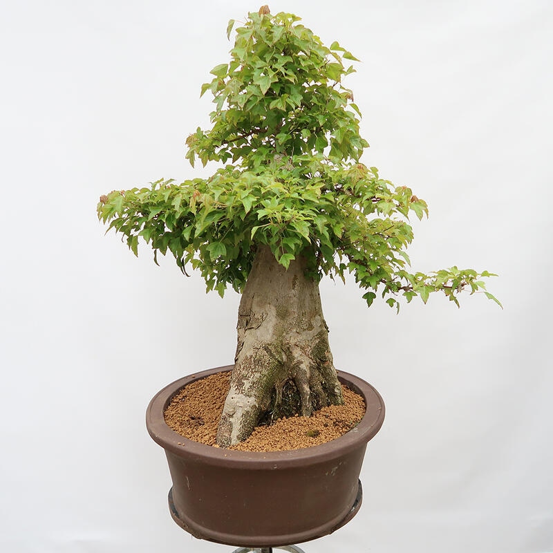 Venkovní bonsai - Javor Burgerův - Acer Burgerianum - POUZE PALETOVÁ PŘEPRAVA