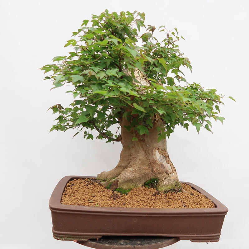 Venkovní bonsai - Javor Burgerův - Acer Burgerianum - POUZE PALETOVÁ PŘEPRAVA