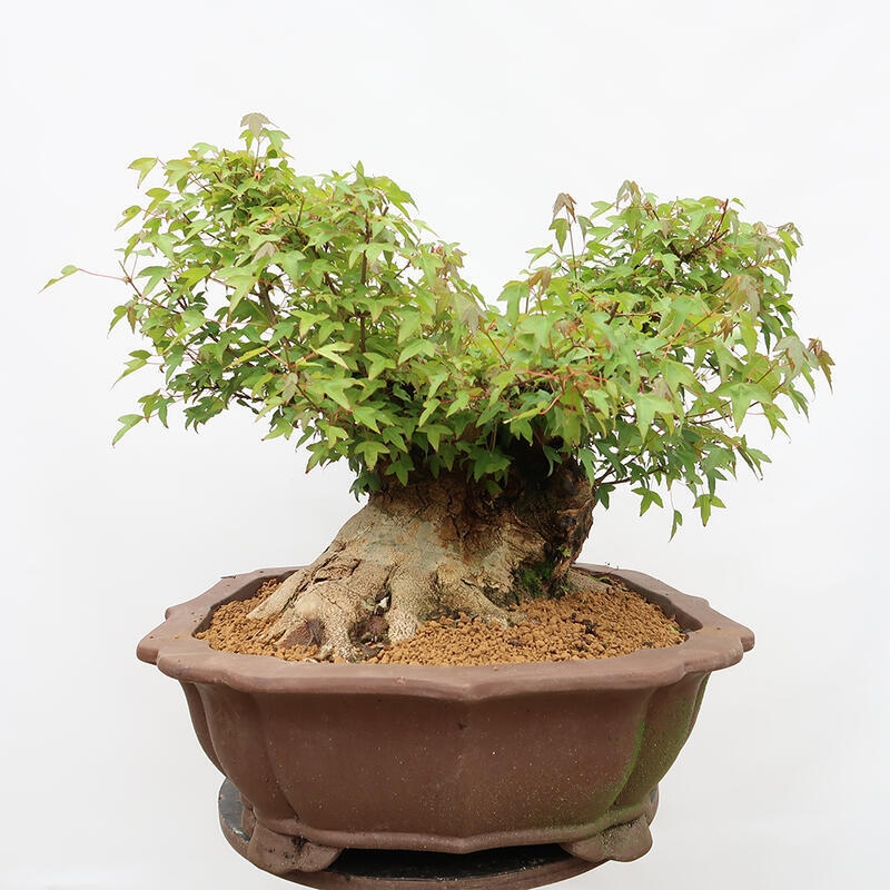 Venkovní bonsai - Javor Burgerův - Acer Burgerianum - POUZE PALETOVÁ PŘEPRAVA