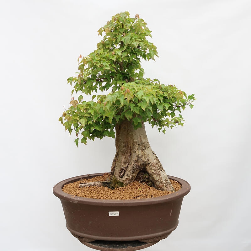 Venkovní bonsai - Javor Burgerův - Acer Burgerianum - POUZE PALETOVÁ PŘEPRAVA