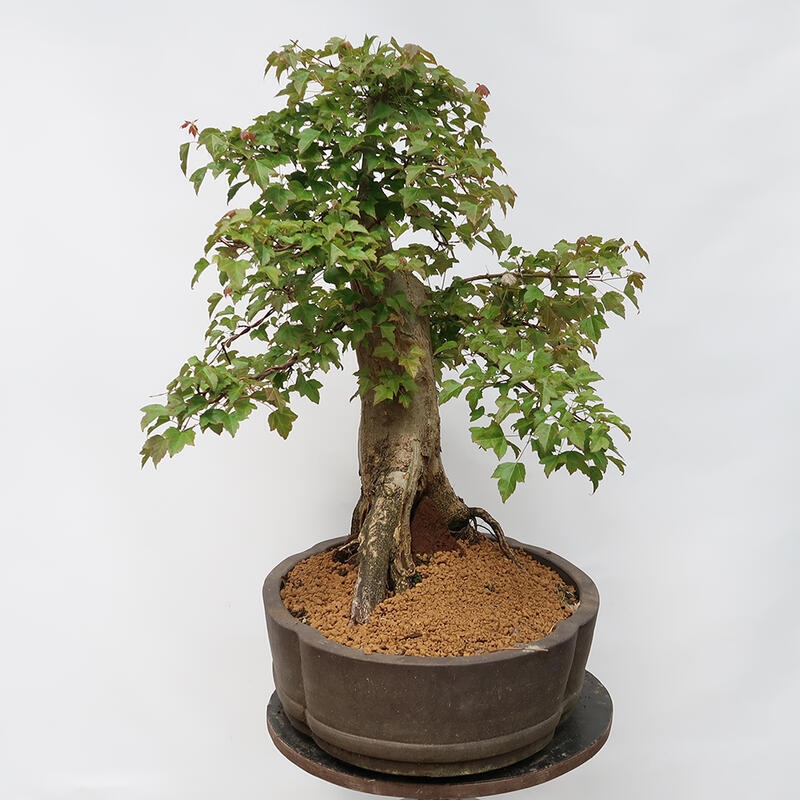 Venkovní bonsai - Javor Burgerův - Acer Burgerianum - POUZE PALETOVÁ PŘEPRAVA