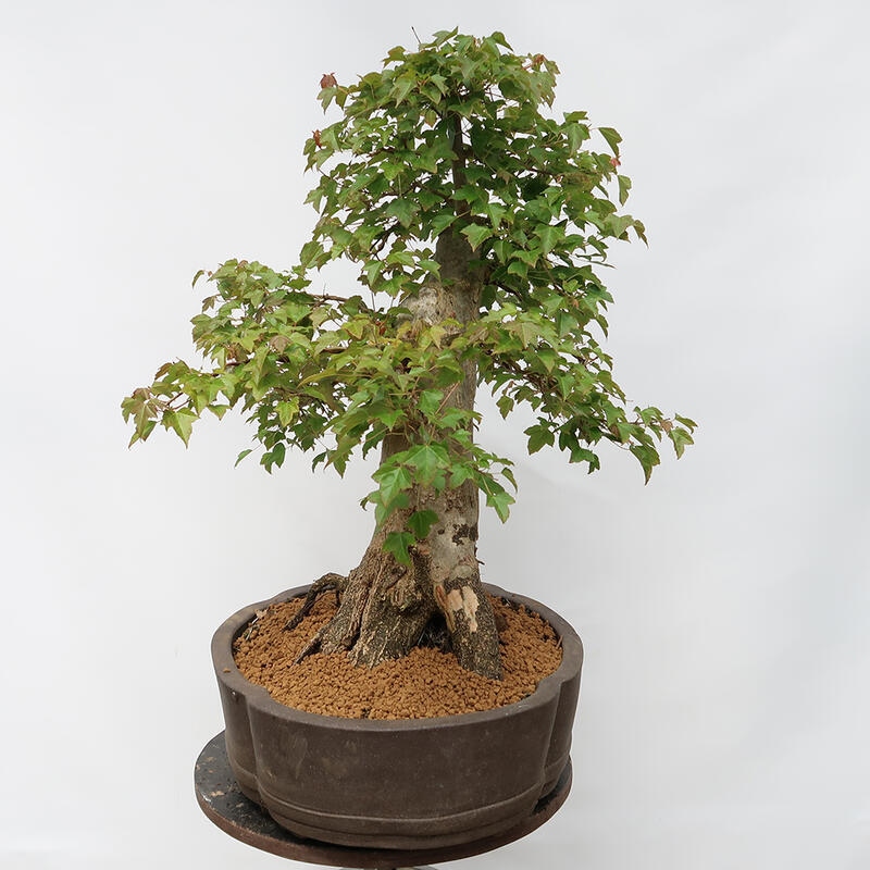 Venkovní bonsai - Javor Burgerův - Acer Burgerianum - POUZE PALETOVÁ PŘEPRAVA