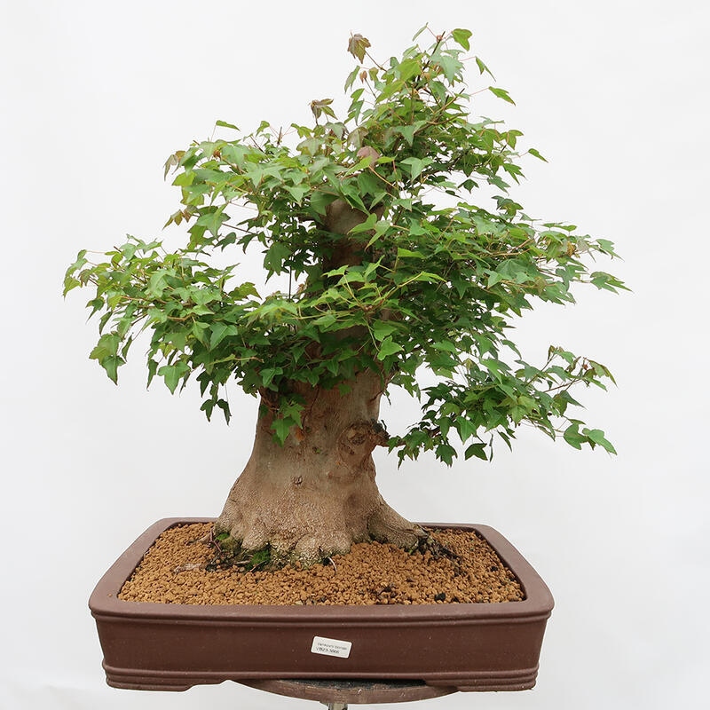 Venkovní bonsai - Javor Burgerův - Acer Burgerianum - POUZE PALETOVÁ PŘEPRAVA