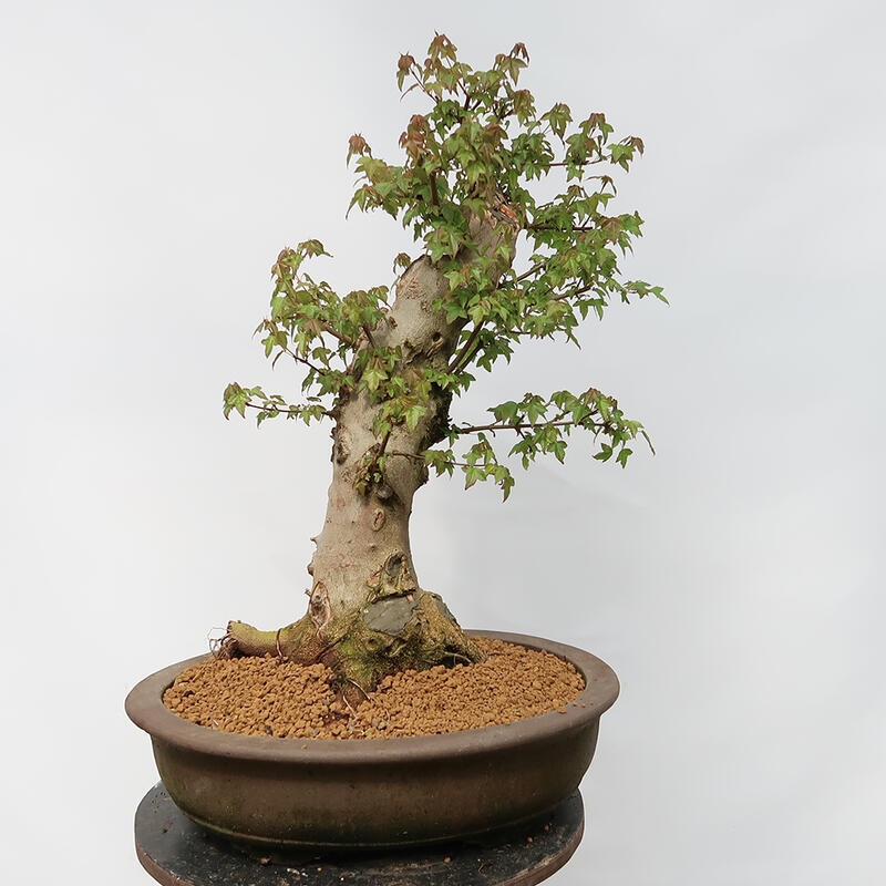 Venkovní bonsai - Javor Burgerův - Acer Burgerianum - POUZE PALETOVÁ PŘEPRAVA