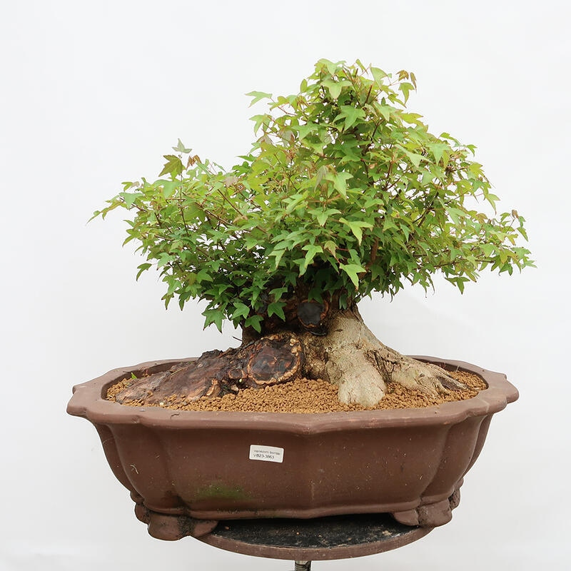 Venkovní bonsai - Javor Burgerův - Acer Burgerianum - POUZE PALETOVÁ PŘEPRAVA