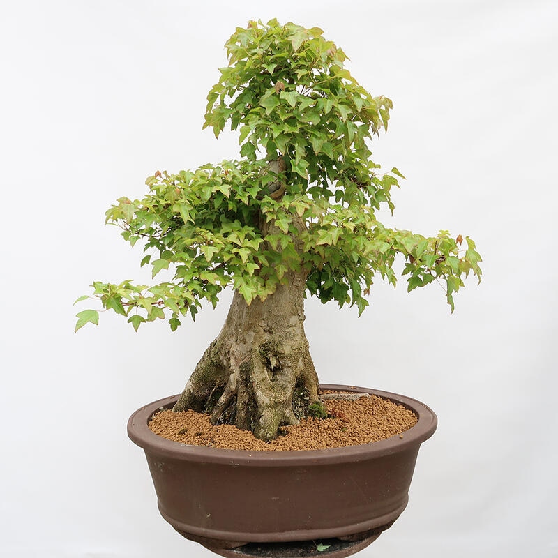 Venkovní bonsai - Javor Burgerův - Acer Burgerianum - POUZE PALETOVÁ PŘEPRAVA