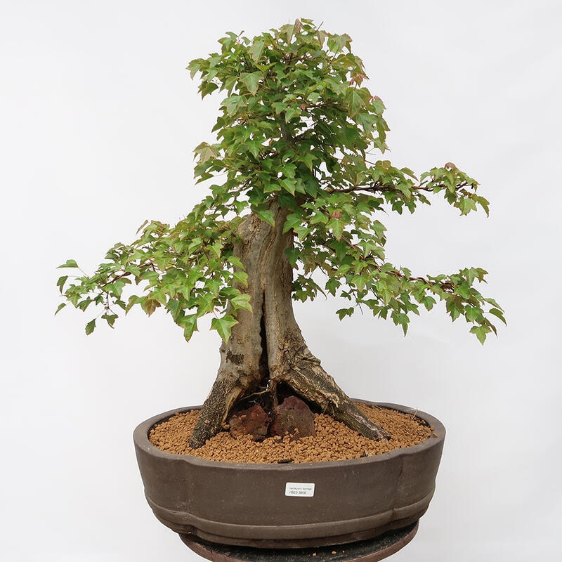 Venkovní bonsai - Javor Burgerův - Acer Burgerianum - POUZE PALETOVÁ PŘEPRAVA