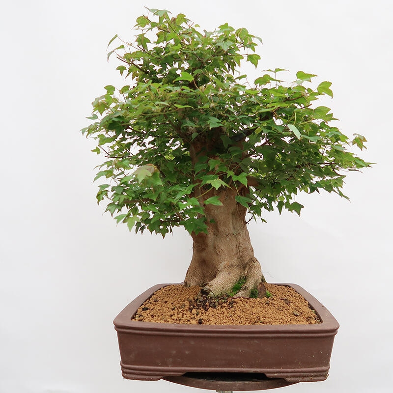 Venkovní bonsai - Javor Burgerův - Acer Burgerianum - POUZE PALETOVÁ PŘEPRAVA