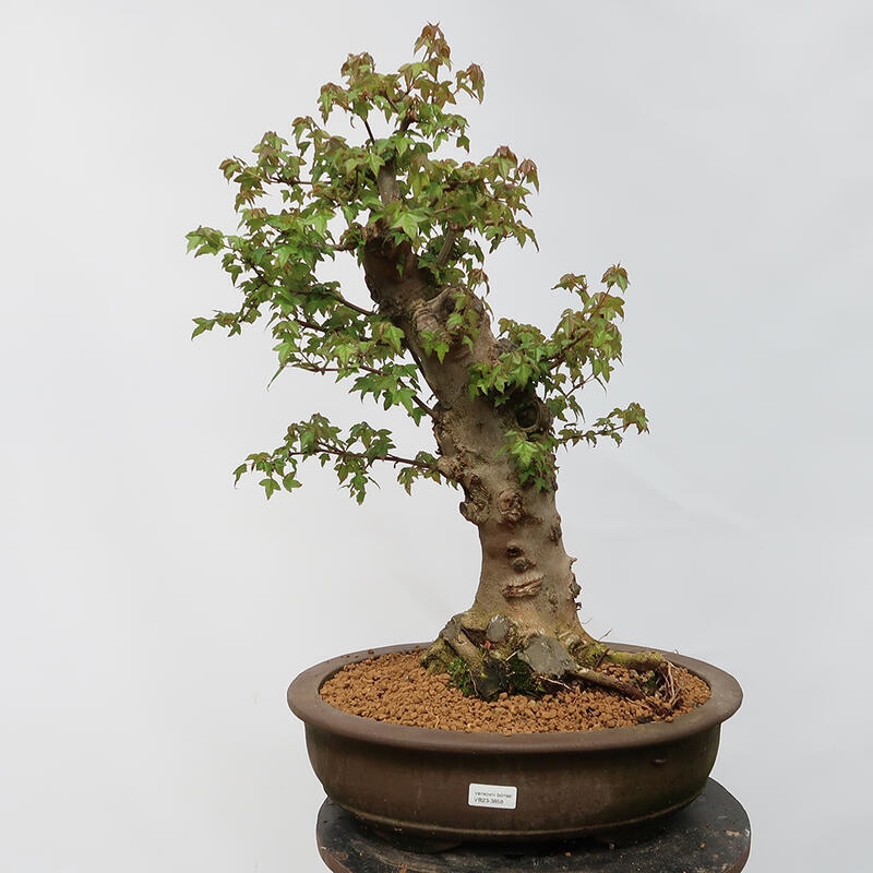 Venkovní bonsai - Javor Burgerův - Acer Burgerianum - POUZE PALETOVÁ PŘEPRAVA