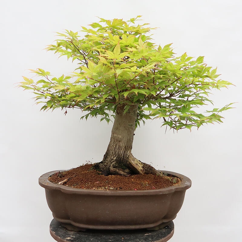 Venkovní bonsai - Javor dlanitolistý - Acer palmatum - POUZE PALETOVÁ PŘEPRAVA