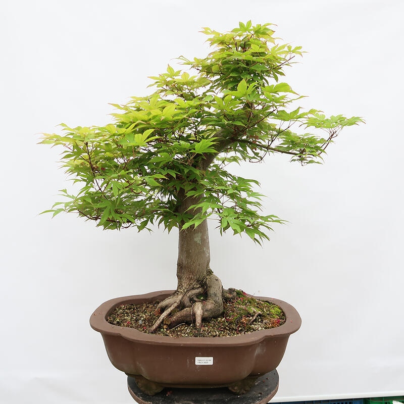 Venkovní bonsai - Javor dlanitolistý - Acer palmatum - POUZE PALETOVÁ PŘEPRAVA