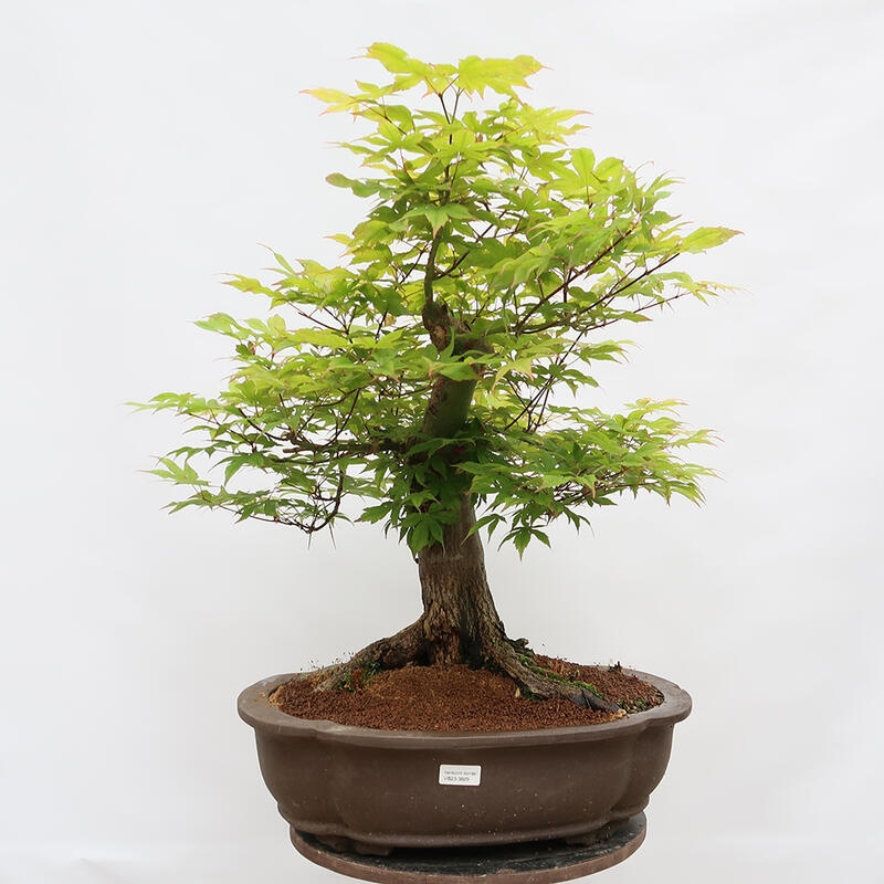 Venkovní bonsai - Javor dlanitolistý - Acer palmatum - POUZE PALETOVÁ PŘEPRAVA