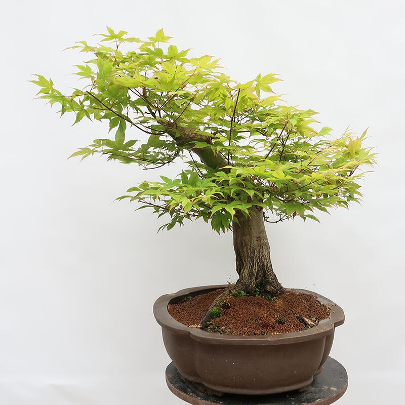 Venkovní bonsai - Javor dlanitolistý - Acer palmatum - POUZE PALETOVÁ PŘEPRAVA