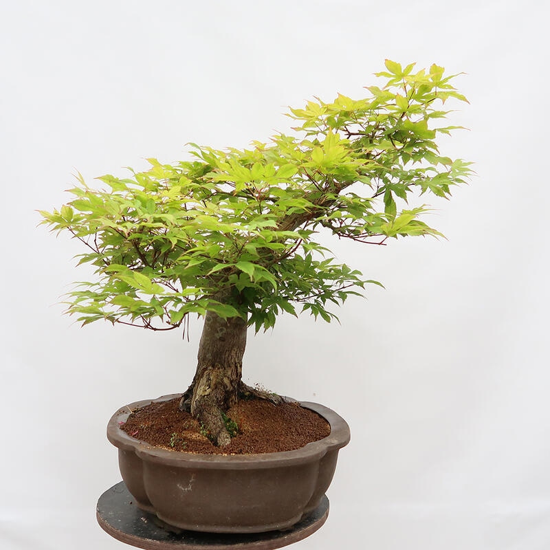 Venkovní bonsai - Javor dlanitolistý - Acer palmatum - POUZE PALETOVÁ PŘEPRAVA